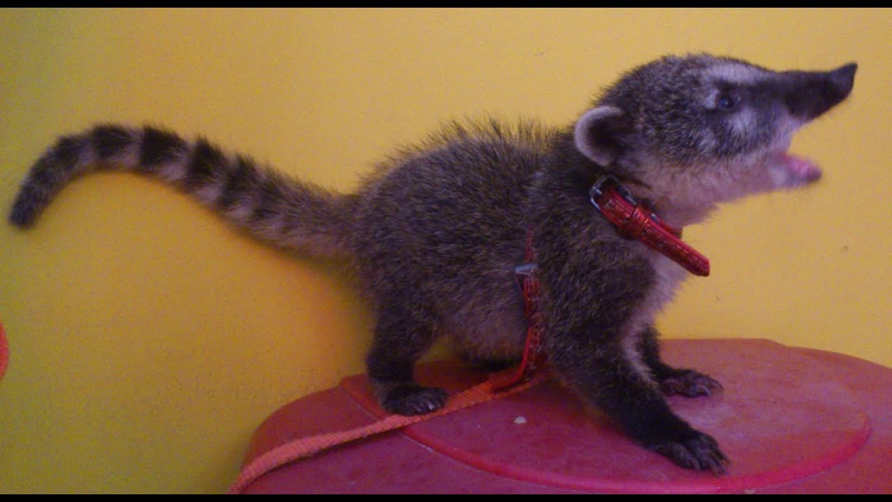 COATI BABY - A Brincadeira do Coati e um Bulldog Francês - YouTube