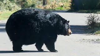 A Really Round Bear