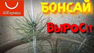 Бонсай с алиэкспресс что выросло