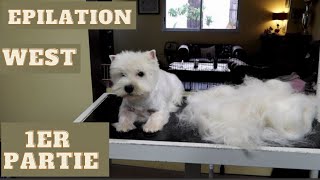 Toilettage et épilation du West Highland White Terrier :  Première Partie.