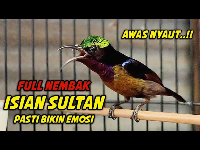 99% AMPUH..!! PANCINGAN KOLIBRI NINJA GACOR FULL ISIAN SULTAN INI, COCOK BUAT MASTERAN KONIN BAHAN class=