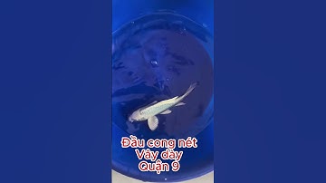 Bán em cá chép phi tần trắng đầu cong, vây dày hậu khít  #chepphitan #butterflycarp #chepphitantrang