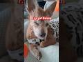 eye problem #followers #pets #shorts  #dog #animals