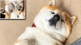 いたずらをなでなでと勘違いし意識が遠のく柴犬