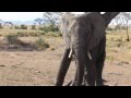 Video of huge elephant scratching himself in the middle of Serengeti, Tanzania!
