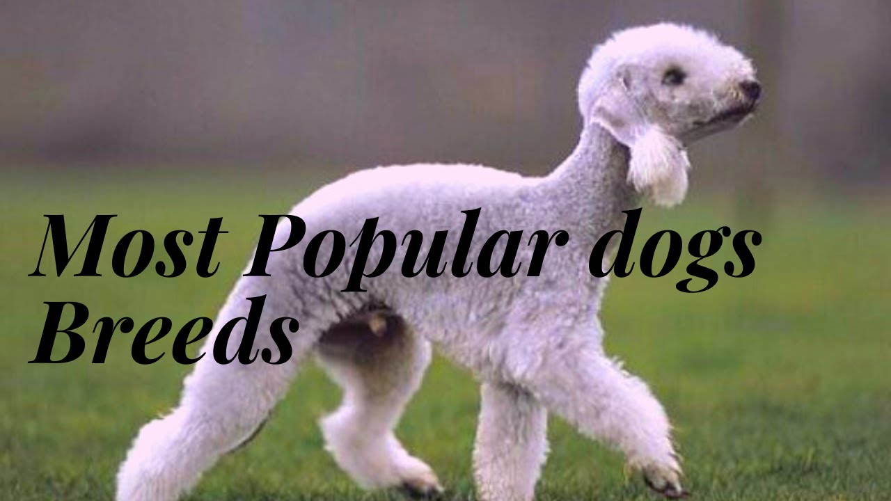 Top 10 popular dog breeds in the world YouTube