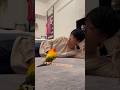 ☝️指の合図は、頭カキカキ🦜〜鳥まっしぐら〜 #インコ #ペット #コガネメキシコインコ #暮らし #暮らしチャンネル #鳥と芸人