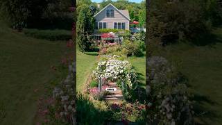 Romantic ROSE GARDEN Tour #garden #rosegarden #roses