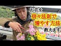 【切るだけで増える】お花をたくさん咲かせるコツ教えます　【園芸】【ガーデニング】【初心者】【剪定】