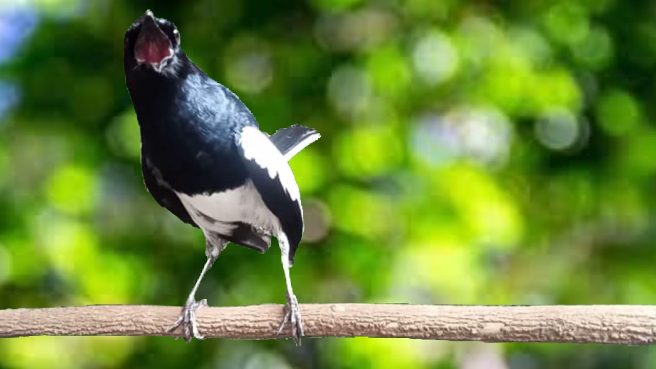 SUARA DASAR KACER NGEPLONG PAGI INI, DIJAMIN BIKIN BAHAN LANGSUNG NYAUT JADI GACOR