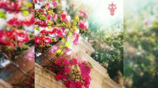 Damazein - Lullaby (Official Audio)