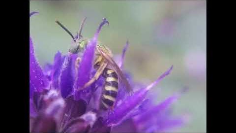 سورة التوبة،جودة عالية HD ،الشيخ ماهر المعيقلي