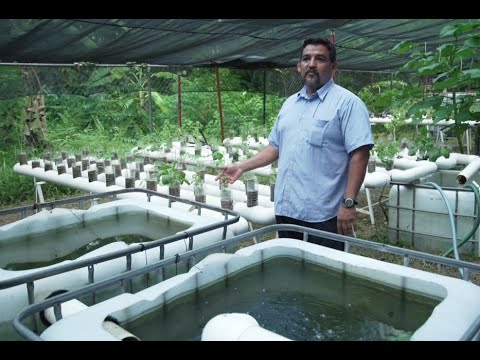 Video: Tecnologías para cultivar fresas en casa