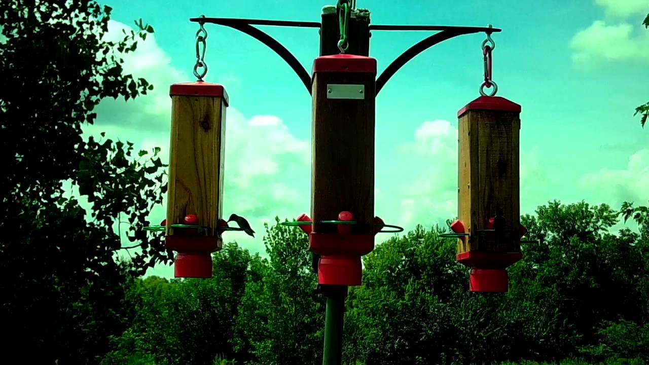 Hummingbird Feeder Trunk - YouTube