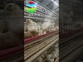 good lucky chicken #veterinary #poultry #chicken#farming