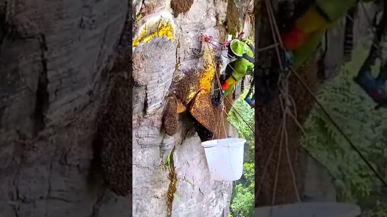 35# The Incredible Process of Honey Harvesting on the Cliffs 