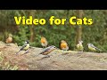Videos for Cats - Tiny Bird Paradise