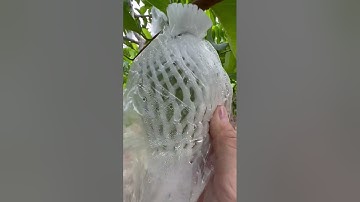 TÚI XỐP BỌC ỔI, NA THÁI,... CÁC LOẠI TRÁI CÂY KHÁC