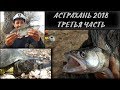 Рыбалка в Астрахани 2018. Часть III. Судак и берш атакуют!