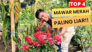 Download Lagu 4 Mawar Merah Paling Ganas! No.3 Bikin Lupa Napas! MP3