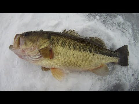 Early Ice Fishing 2022 - Largemouth Bass and Panfish