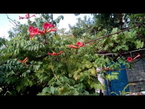 Живая изгородь из кампсиса