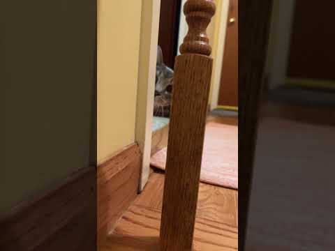 #kitten #hideandseek #youtubeshorts