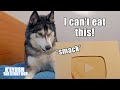 Husky TALKS Over Me And FLIPS Over Gold Playbutton! 1 Million Subscribers!