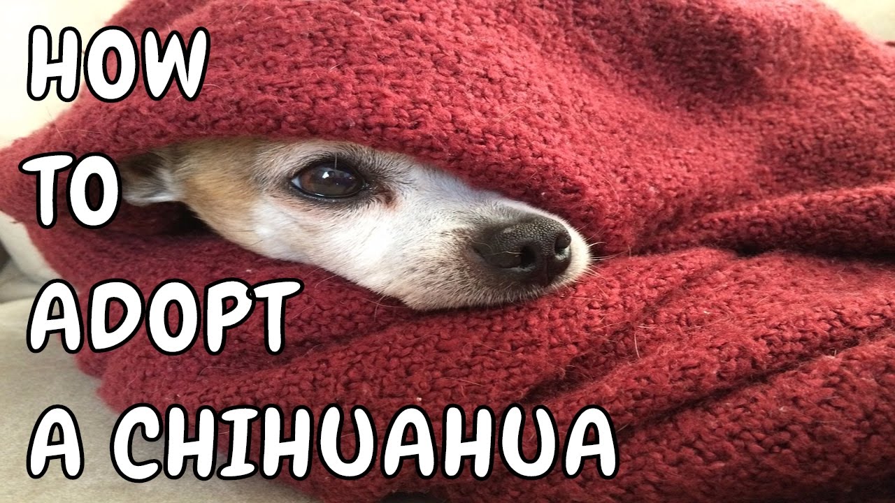 chihuahua mix dogs for adoption