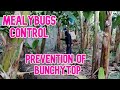 BANANA MEALYBUGS CONTROL AND PREVENTION OF BUNCHYTOP