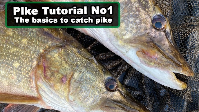 Pike Fishing 101: A Beginner's Guide to Catching Big Northerns on