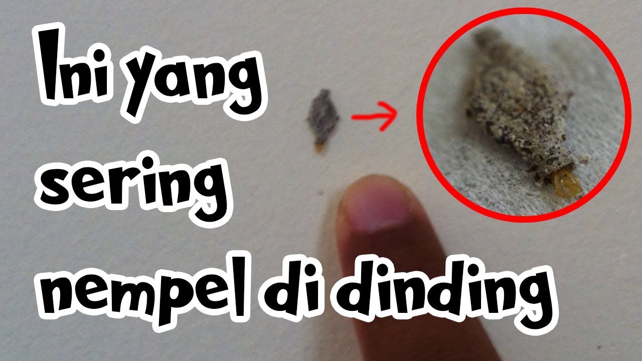 Hewan ini yang sering nempel di dinding - YouTube