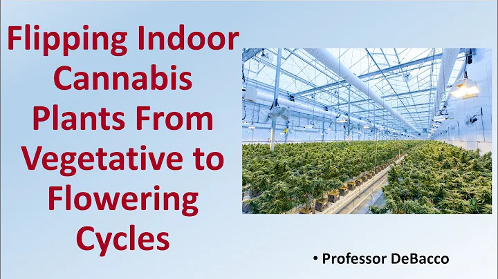 Flipping Indoor Cannabis Plants from Vegetative to Flowering Cycles