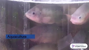 CAFHEAM: Camera based Fish Health monitoring for Aquaponics via Machine learning