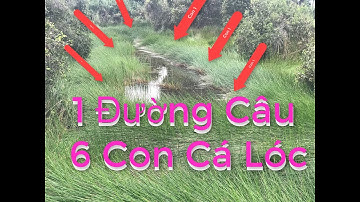 Câu Cá Lóc Ngoài Tràm chim #20 || Một Đường Câu 6 con cá lóc || Cận Cảnh Cá Táp Mồi Thật Hấp Dẫn