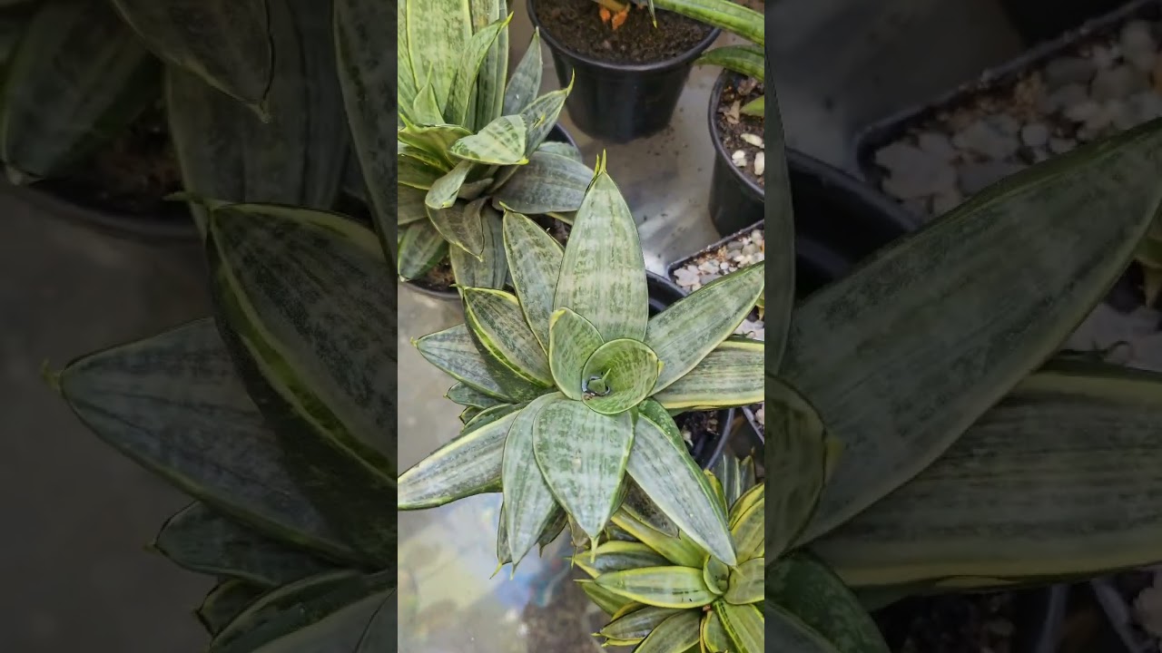 sansevieria trifasciata moonshine Sansevieria trifasciata 'Moonshine' – The Garden Corner main image 0
