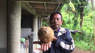 Cara Mendeteksi Sumber Mata Air Tanah Pakai Kelapa