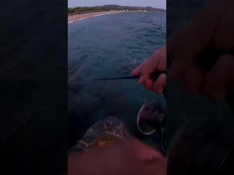 Κοκκάλια τέρατα...