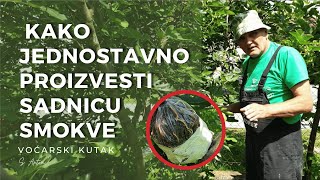 Kako Jednostavno Proizvesti Sadnicu Smokve- How to Easily Propagate a Fig Tree