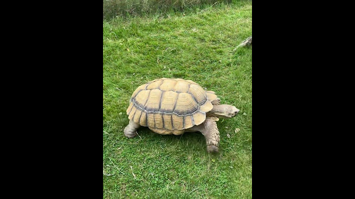 Hero in a half shell #heroinahalfshell #turtle #hobbledown