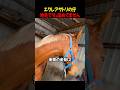 厩舎のアイドル!金髪のお馬さんが愛される理由。