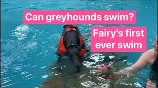 Can greyhounds swim? First ever swim in dog swimming pool