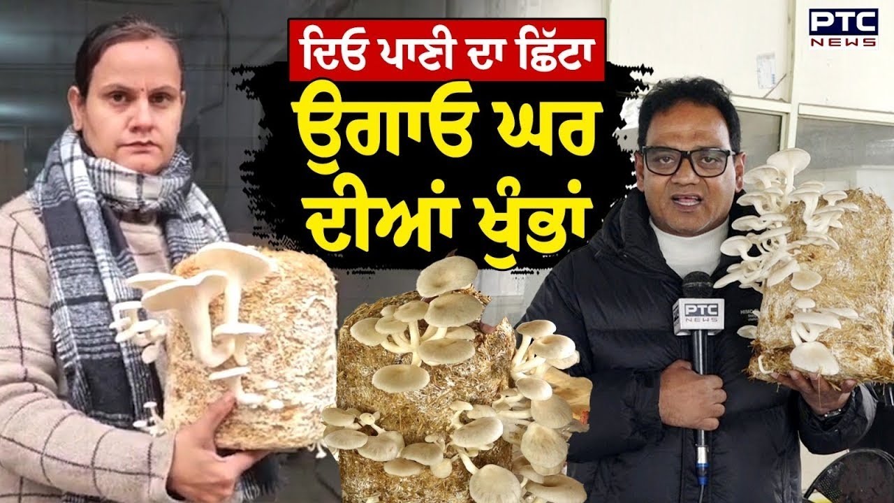 Mushroom Farming : 50 ਰੁਪਏ ਦੇ 'ਚ ਕਰੋ ਹੁਣ ਮਸ਼ਰੂਮ ਦੀ ਖੇਤੀ, PAU ਨੇ ਕੱਢ ਲਈ ਨਵੀਂ ਕਾਢ | PTC Kitta Kirsani