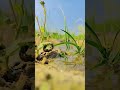 #popular #viralvideo #flowingwater