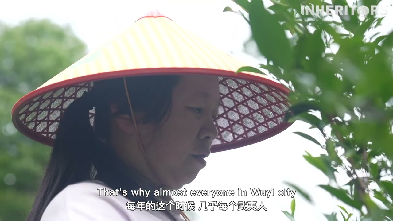 The making of Dahongpao oolong tea