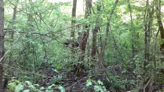 Deutsher Jagdterrier Aga-Tare Vom Jagdwald