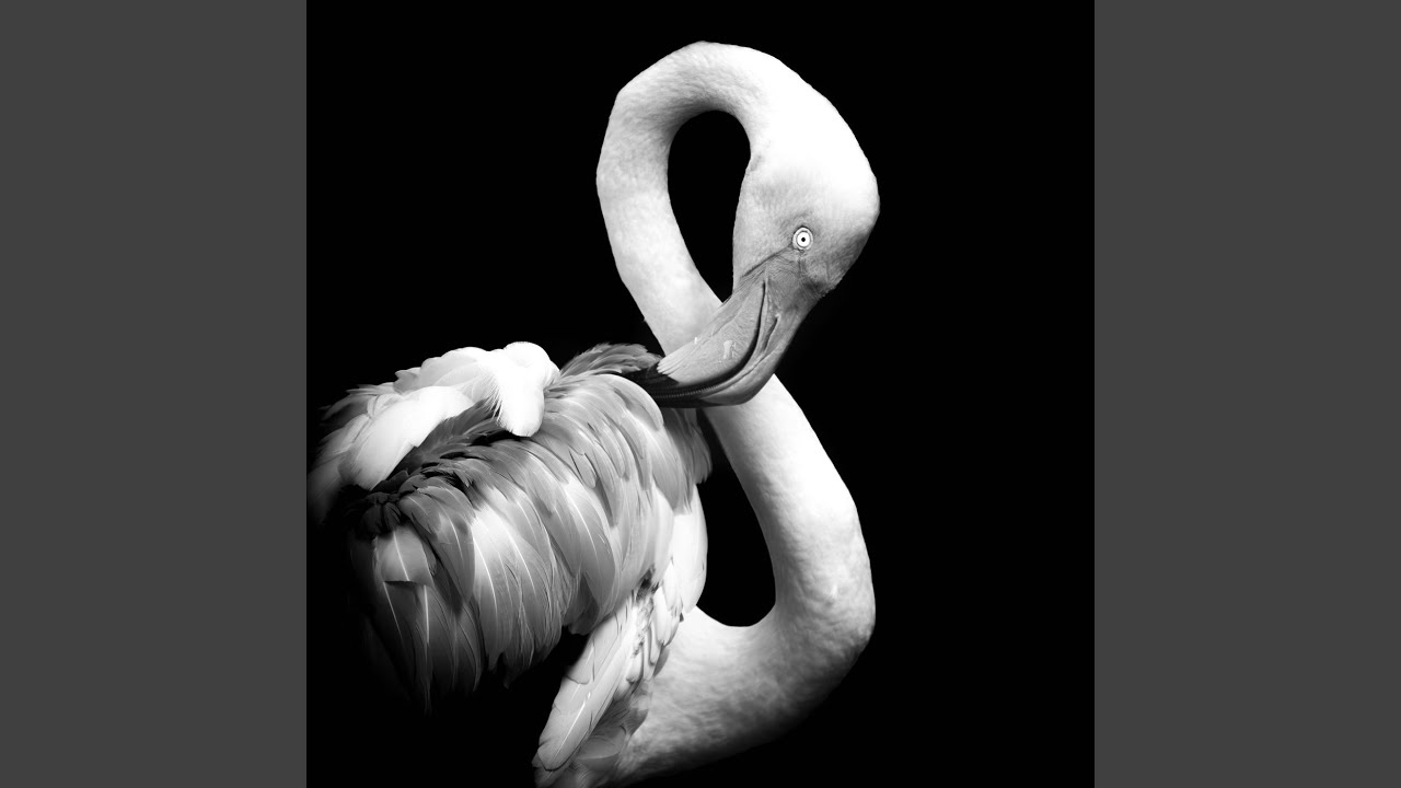 Monochrome Flamingo