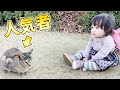 あの子猫が公園の人気者になっていました