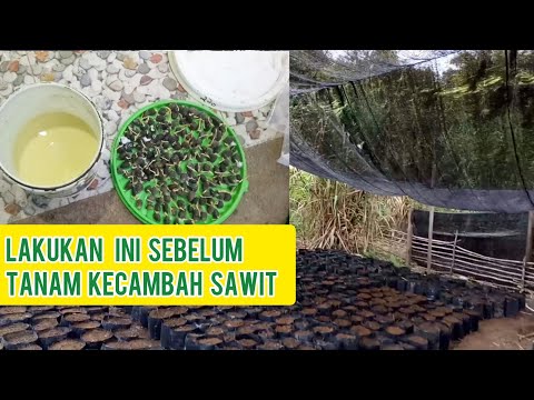 Video: Perkecambahan Dan Persiapan Benih Untuk Penyemaian Musim Semi