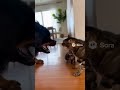When a big dog barks fiercely at a tiny kitten…😤😤 #cat #dog
